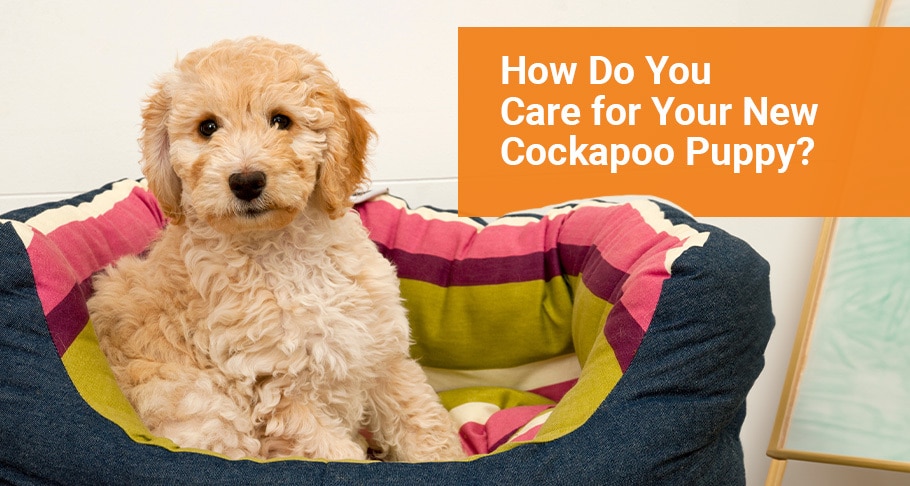 How Do You Care for Your New Cockapoo Puppy