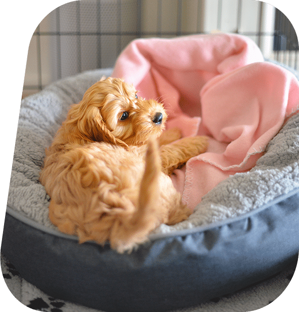 Charming Cockapoo Puppies for Sale in Ontario