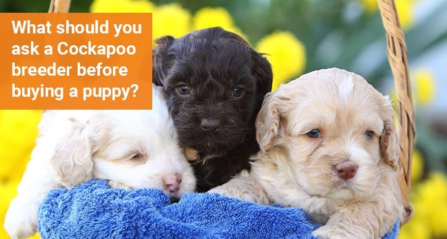What should you ask a Cockapoo breeder before buying a puppy
