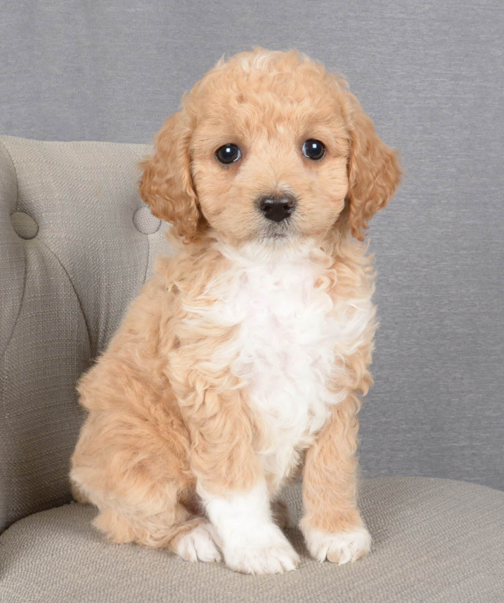 Available Cockapoo Puppies for Adoption | Cockapoo Puppies Canada