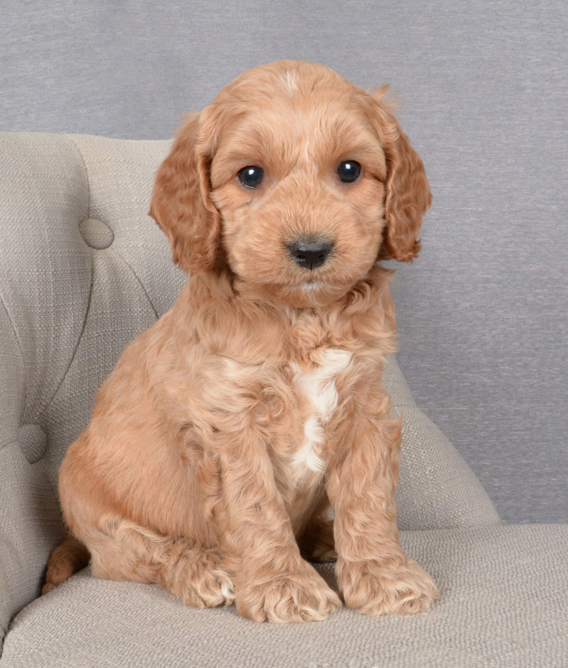 Available Cockapoo Puppies for Adoption | Cockapoo Puppies Canada