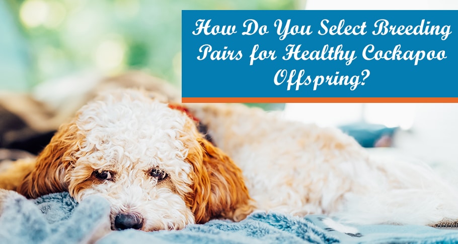 How Do You Select Breeding Pairs for Healthy Cockapoo Offspring