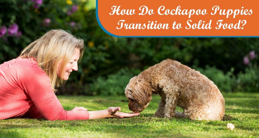 How Do Cockapoo Puppies Transition to Solid Food