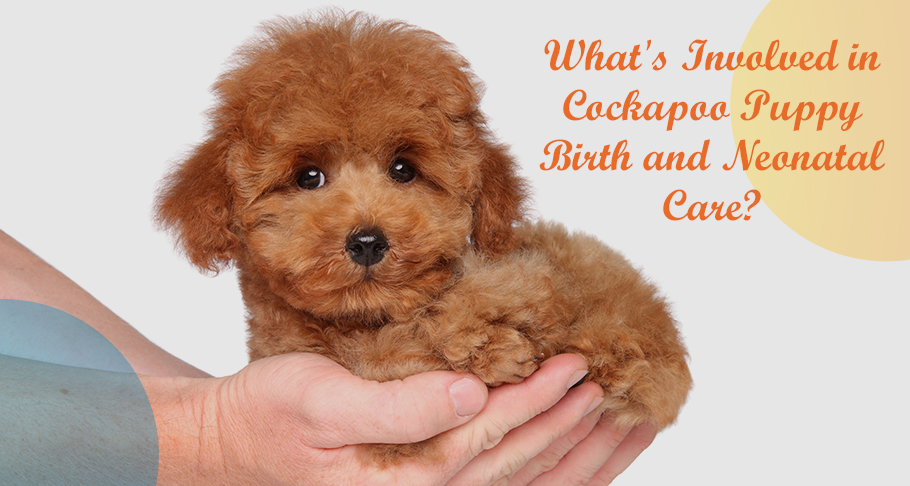 What's Involved in Cockapoo Puppy Birth and Neonatal Care
