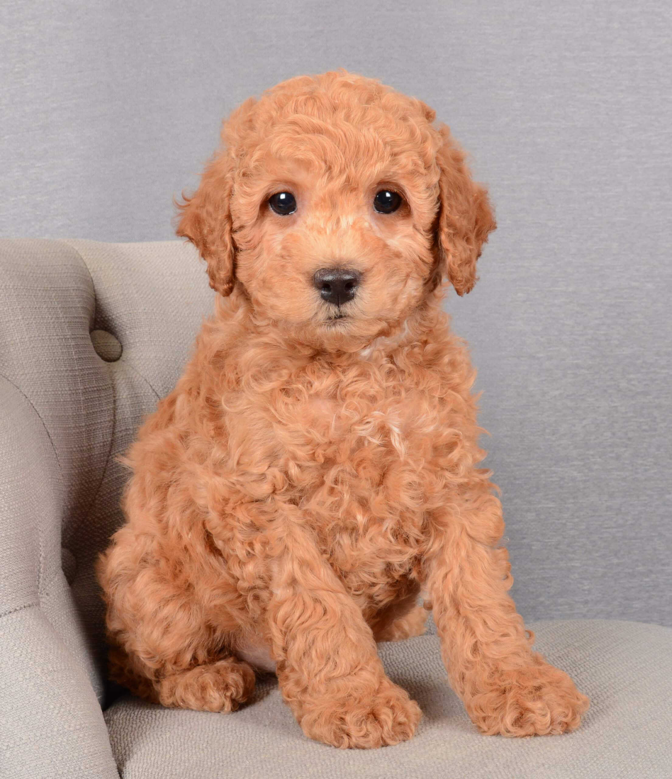 Mini cocker poodle best sale