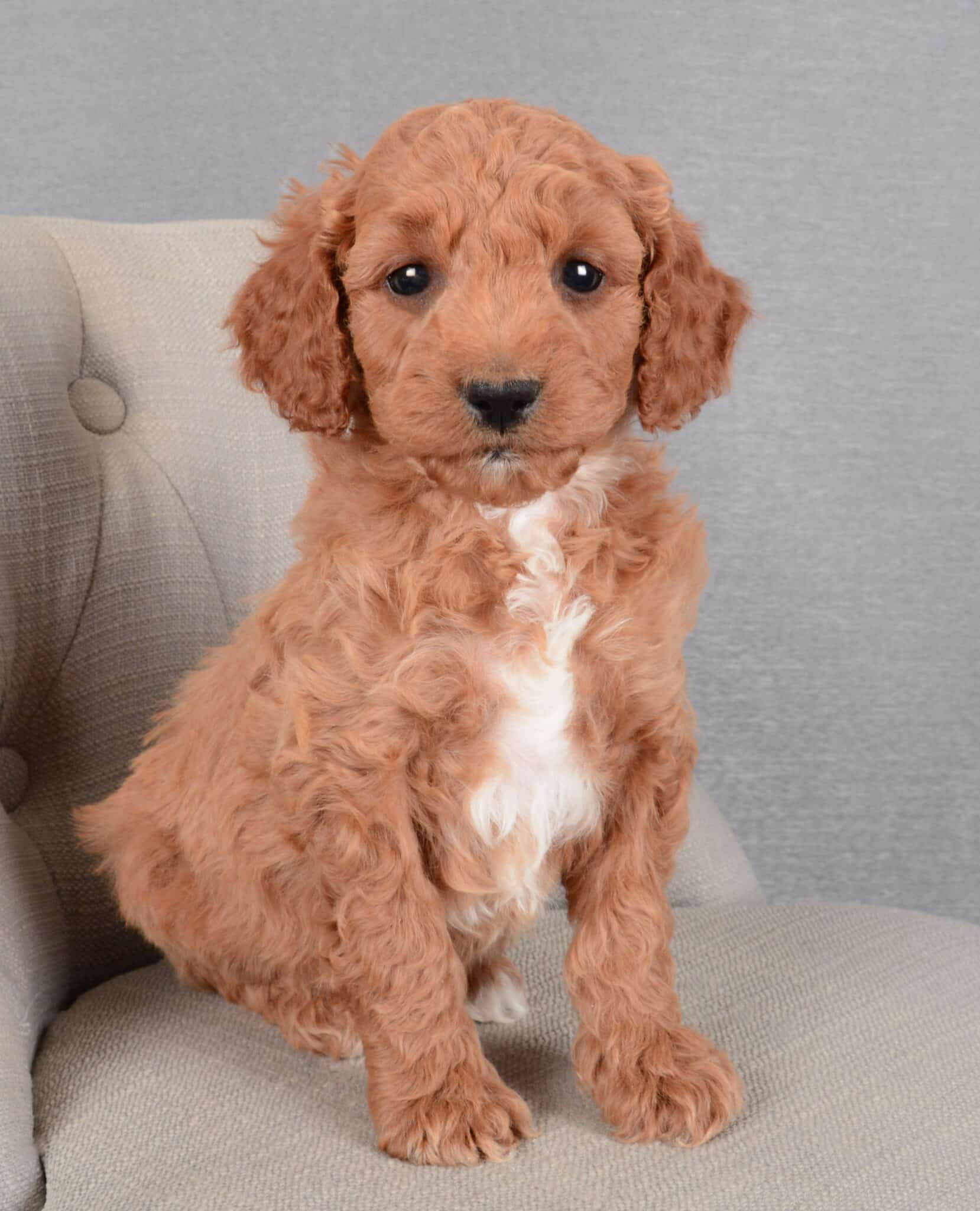 Available Cockapoo Puppies for Adoption | Cockapoo Puppies Canada