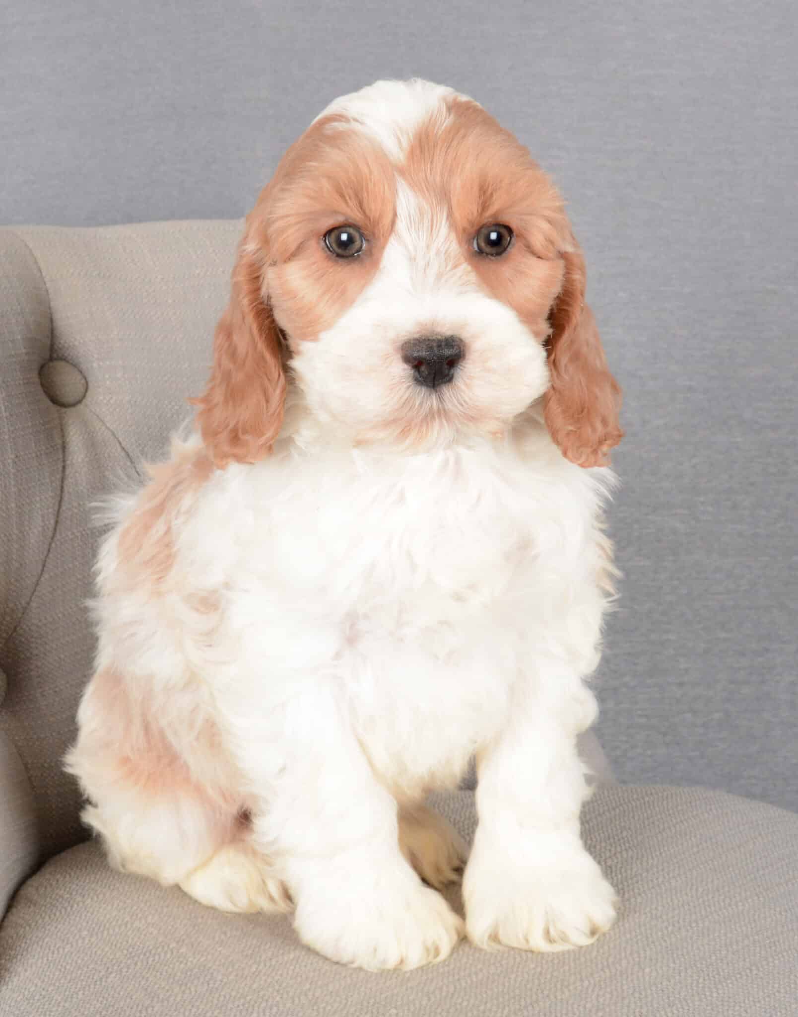 Available Cockapoo Puppies for Adoption | Cockapoo Puppies Canada