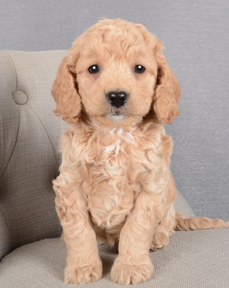 Charlie