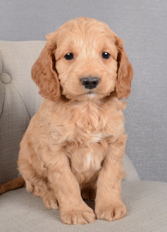 Wallace