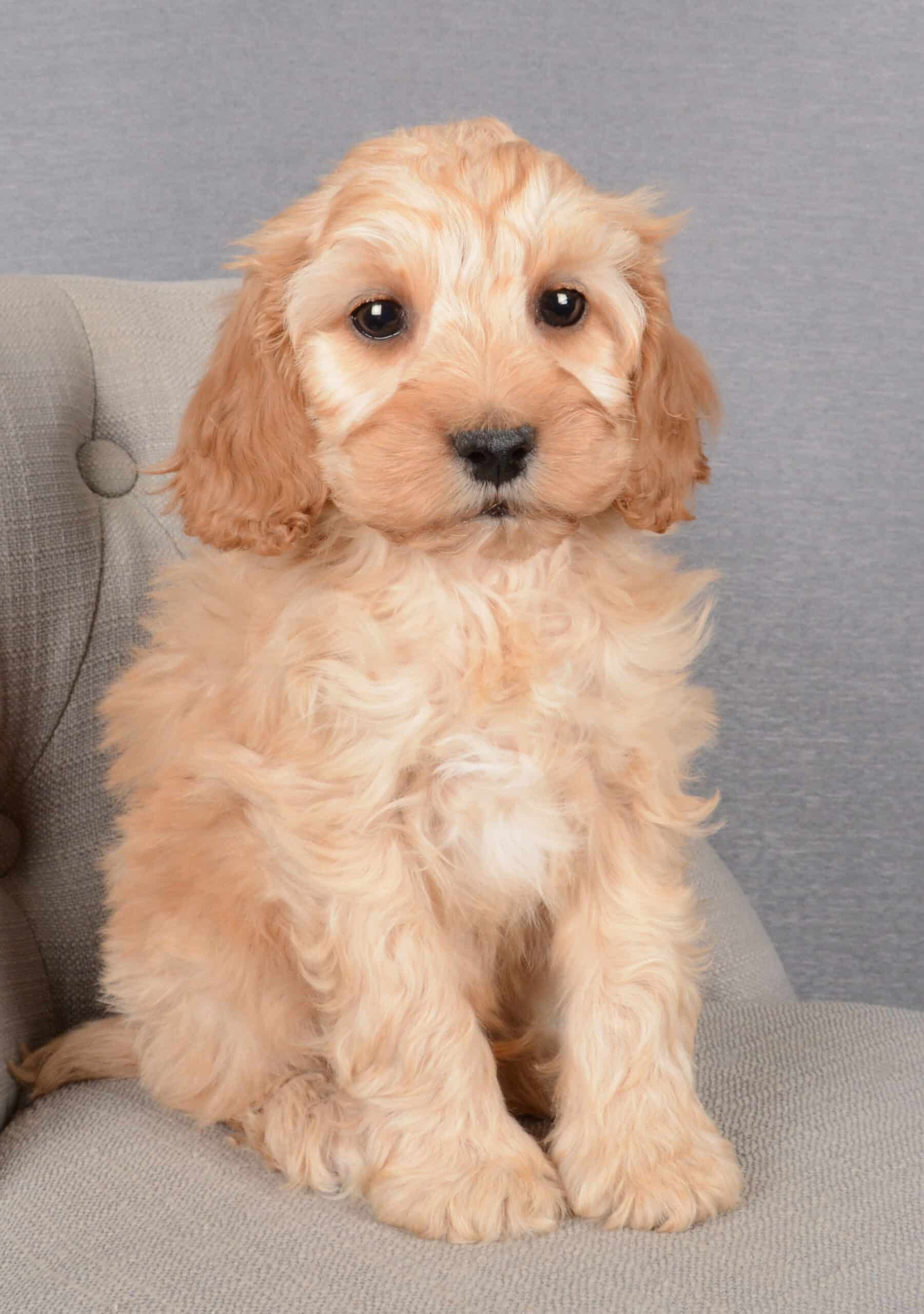 Harvey