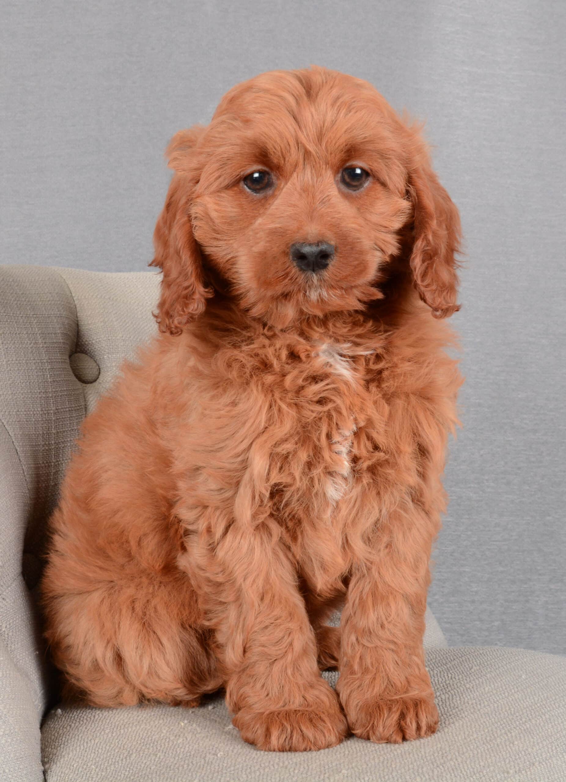 Isabella