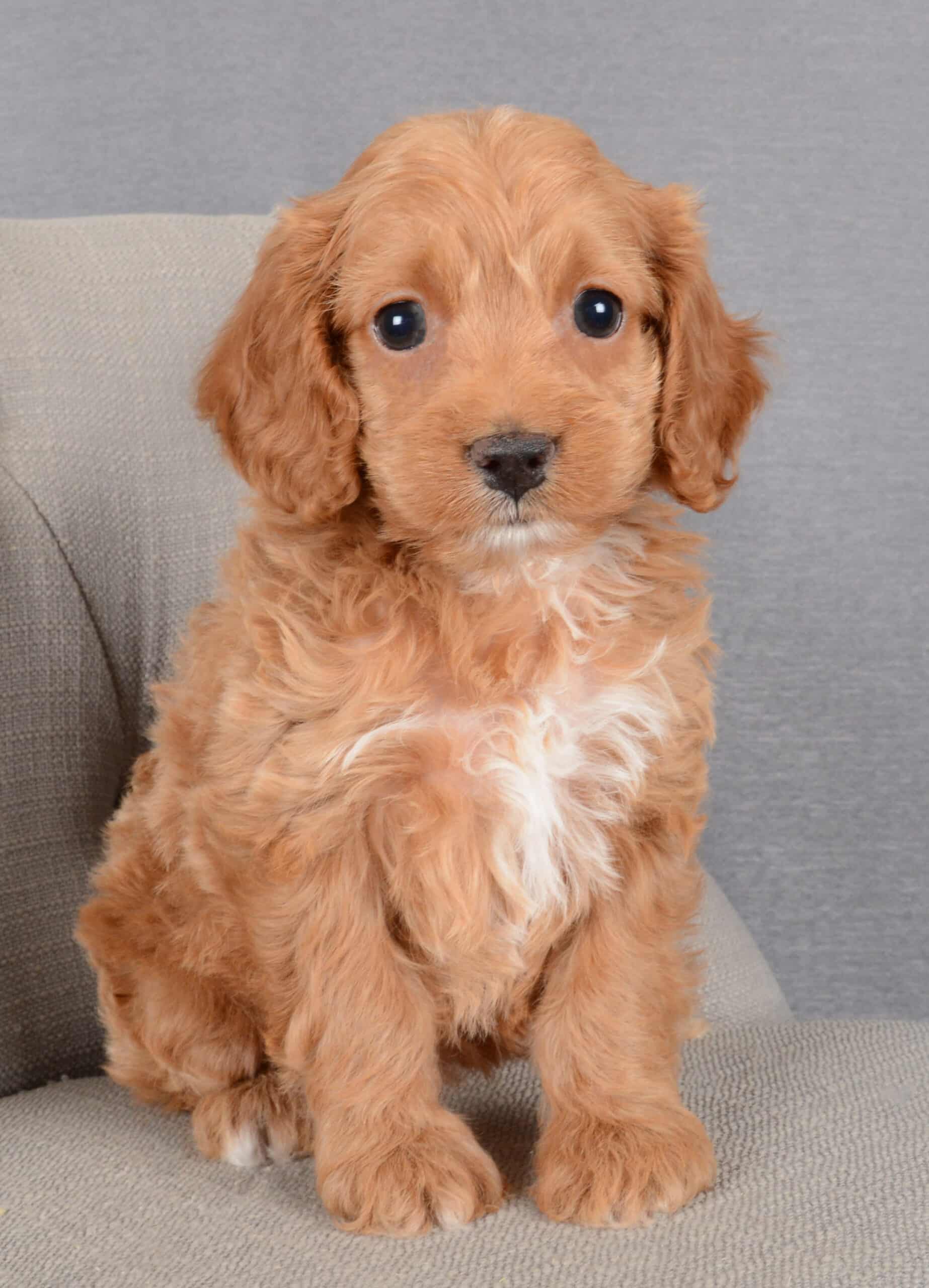 Audrey