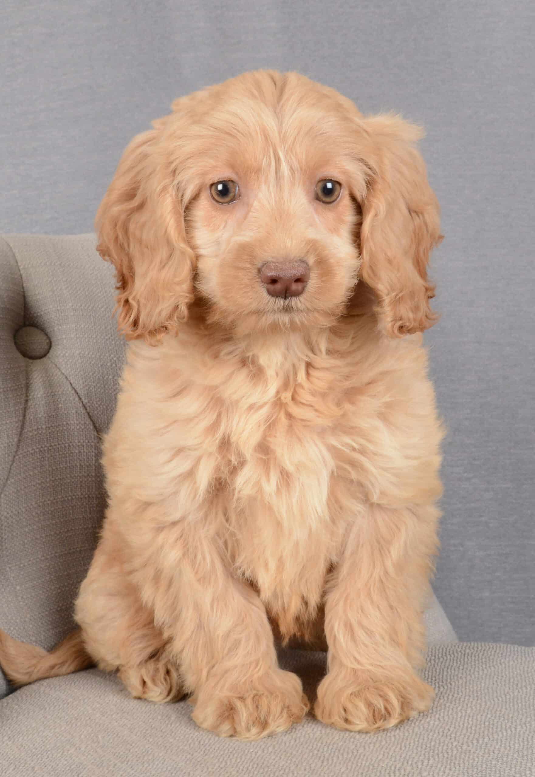 Penny