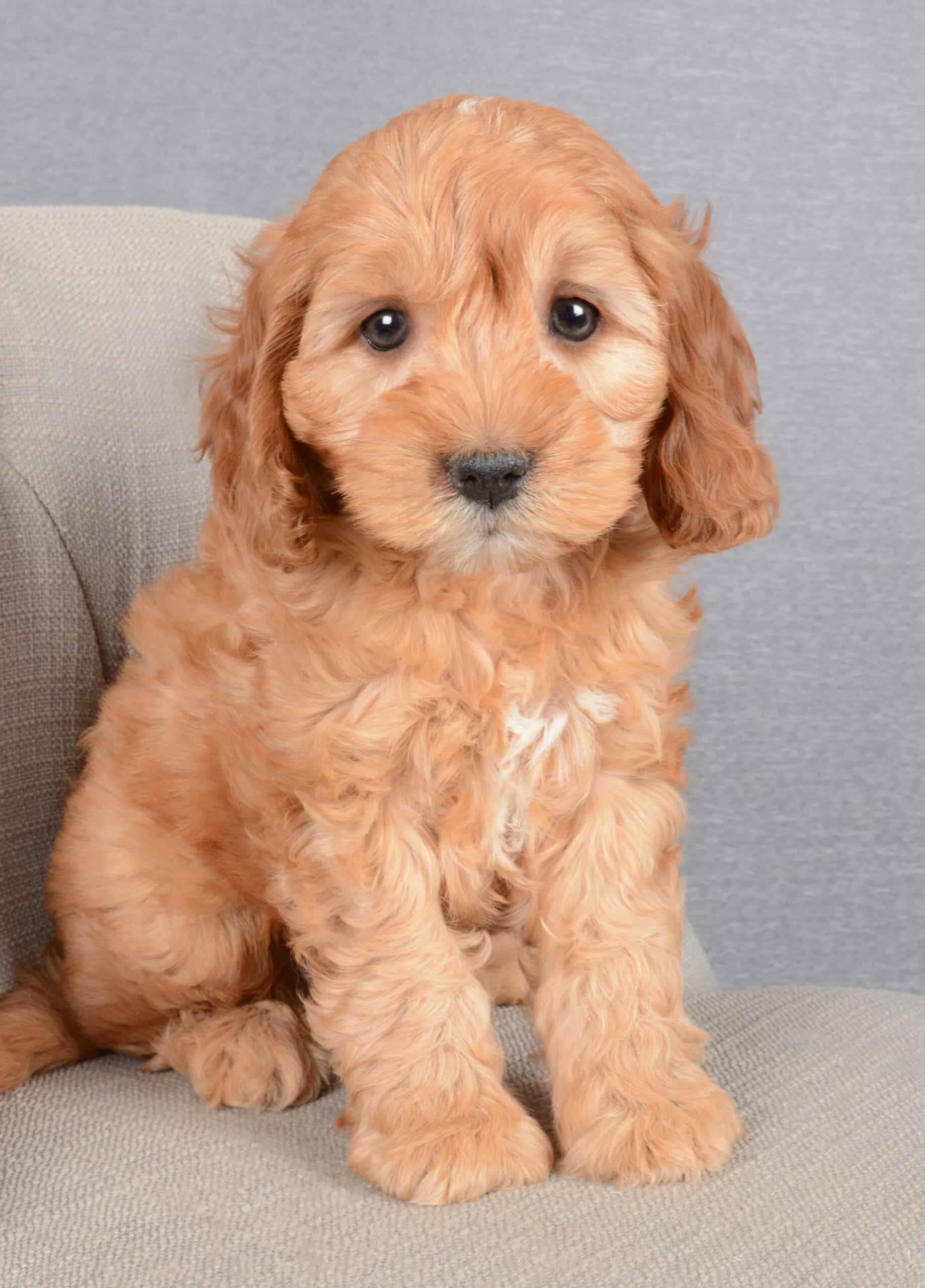 Eddie