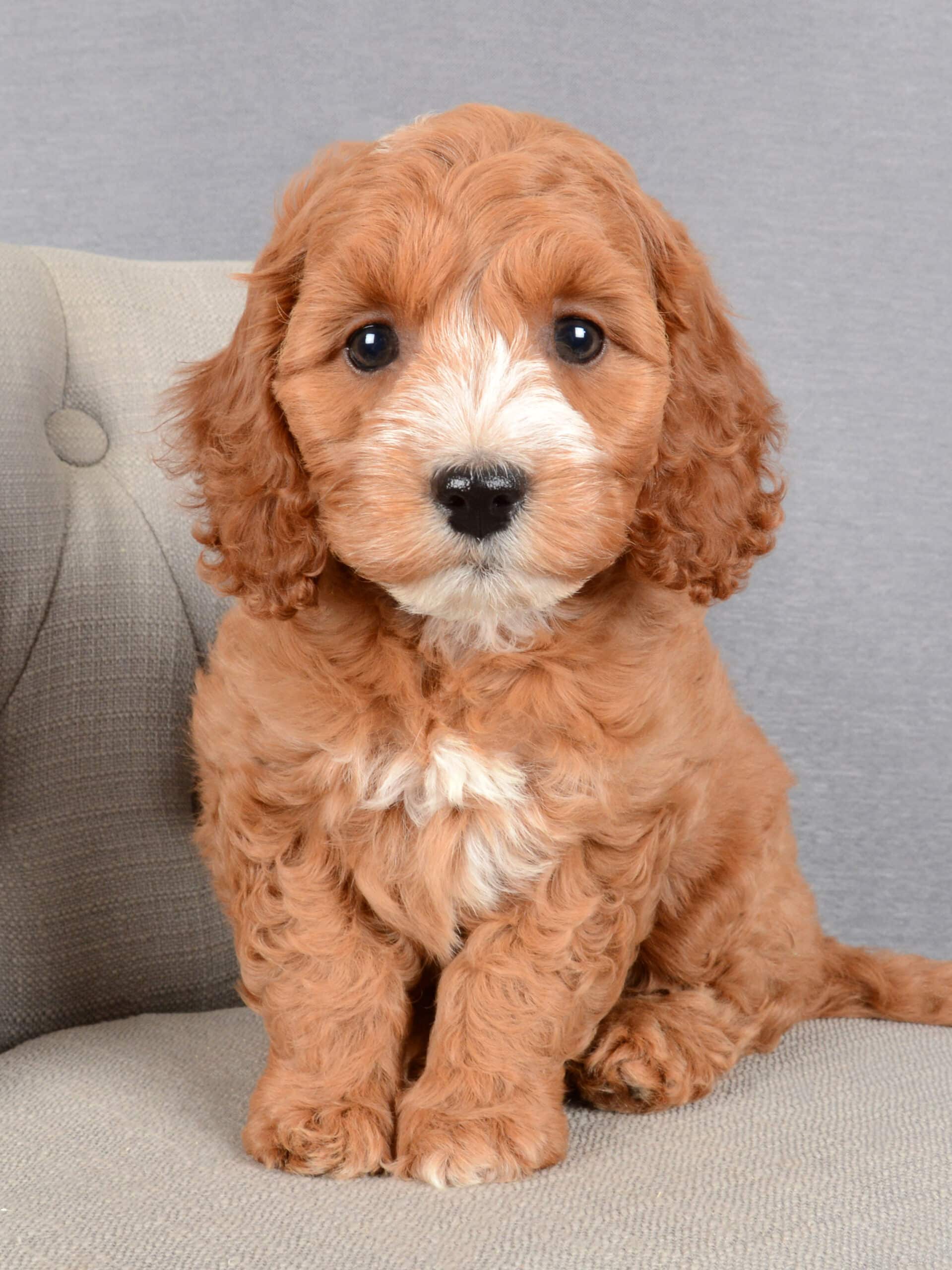 Holly