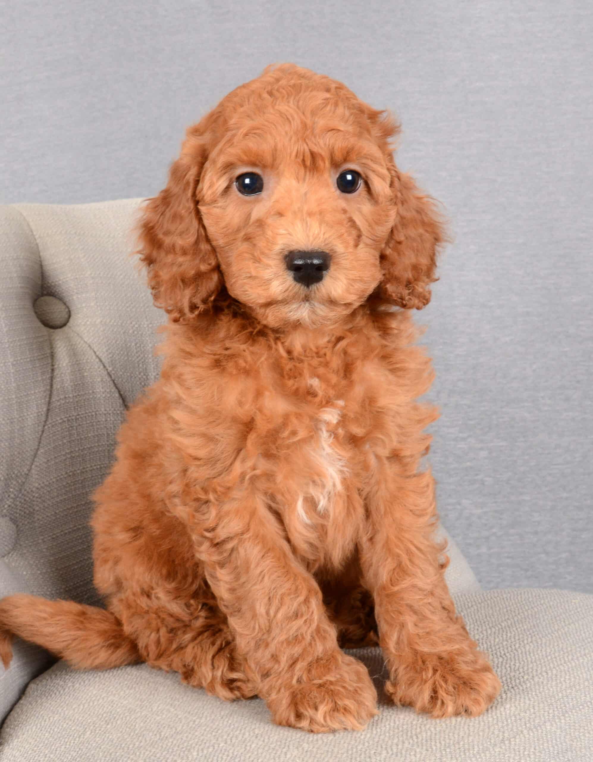 Marvin