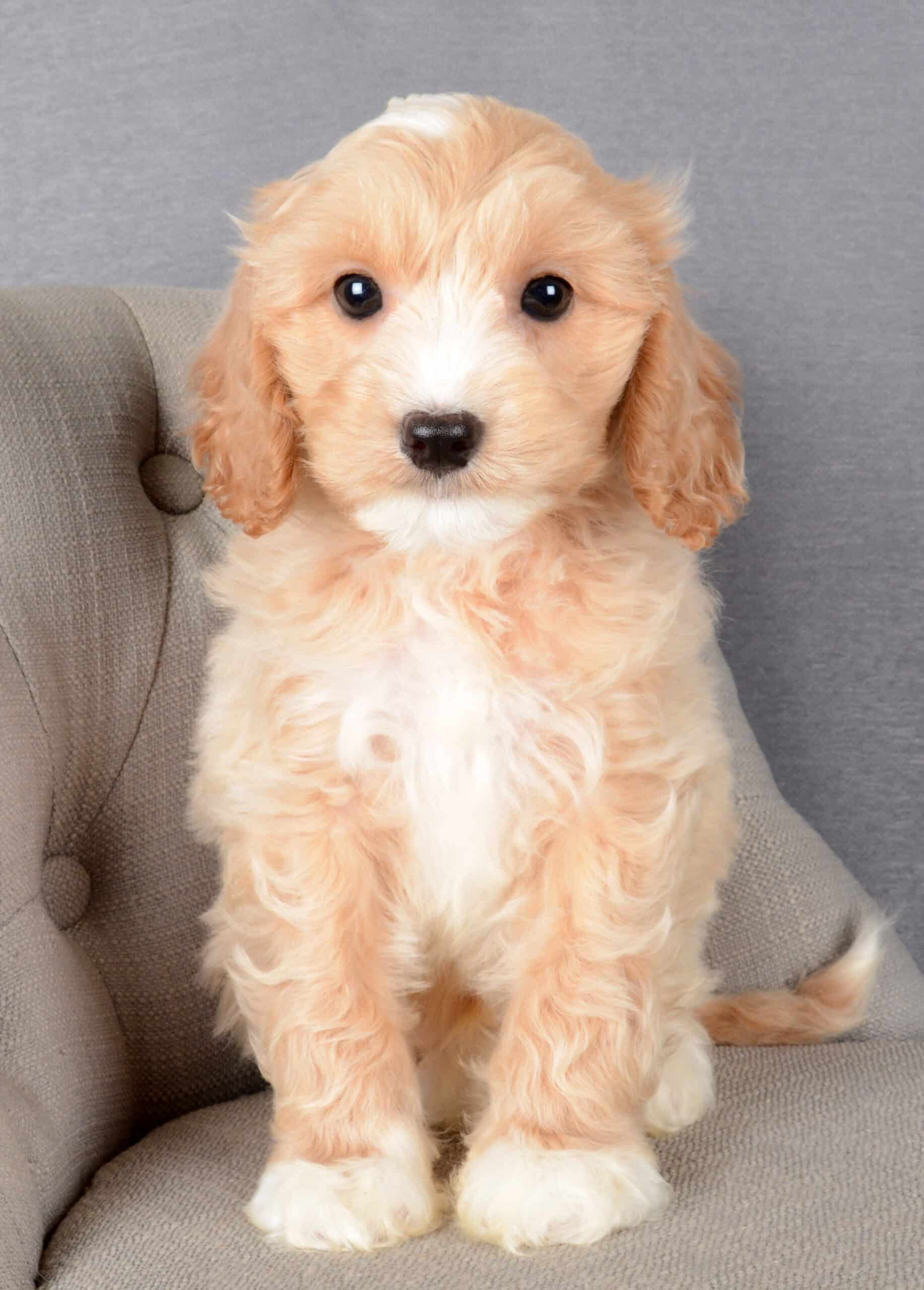Alfred