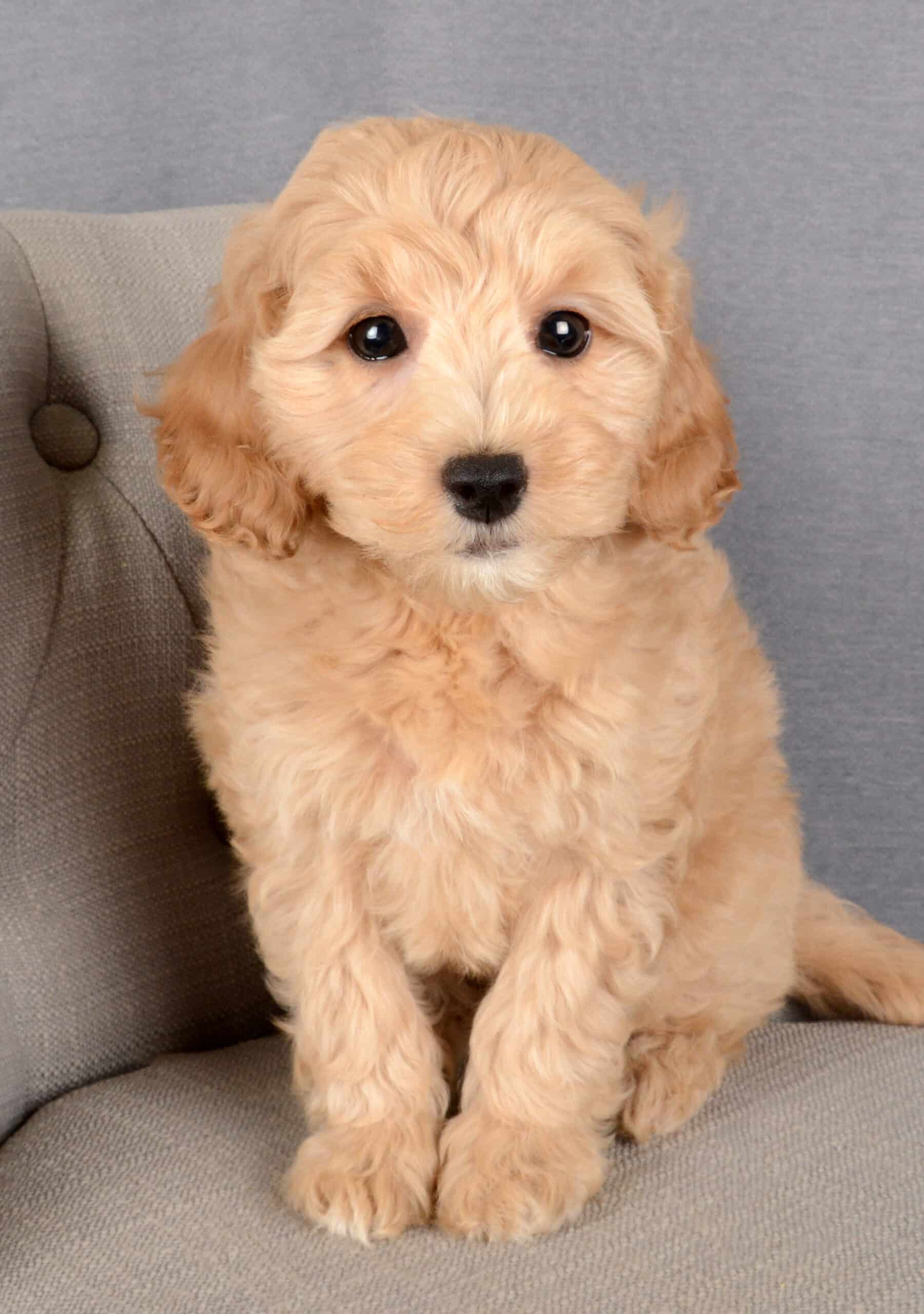 Helen