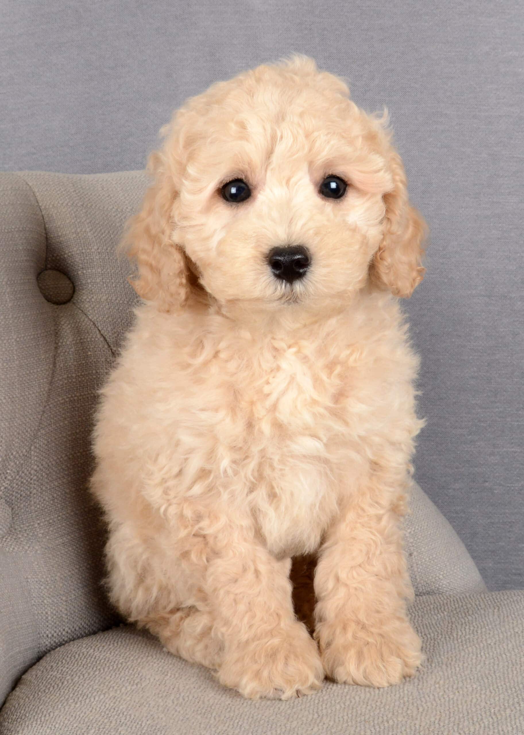Bobby