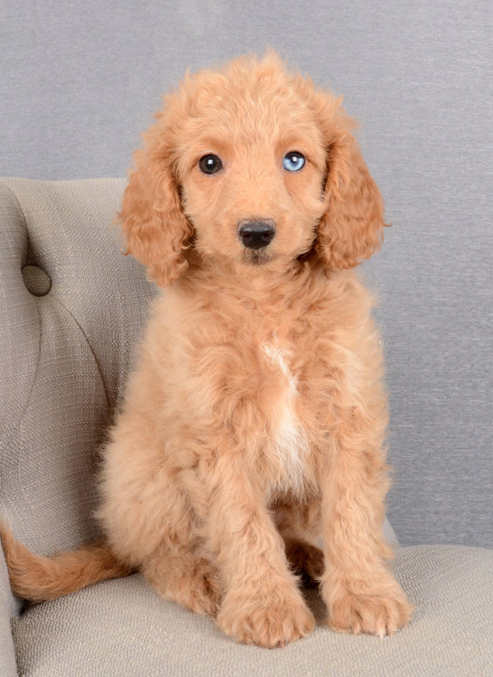 Charles – ONE BLUE EYE