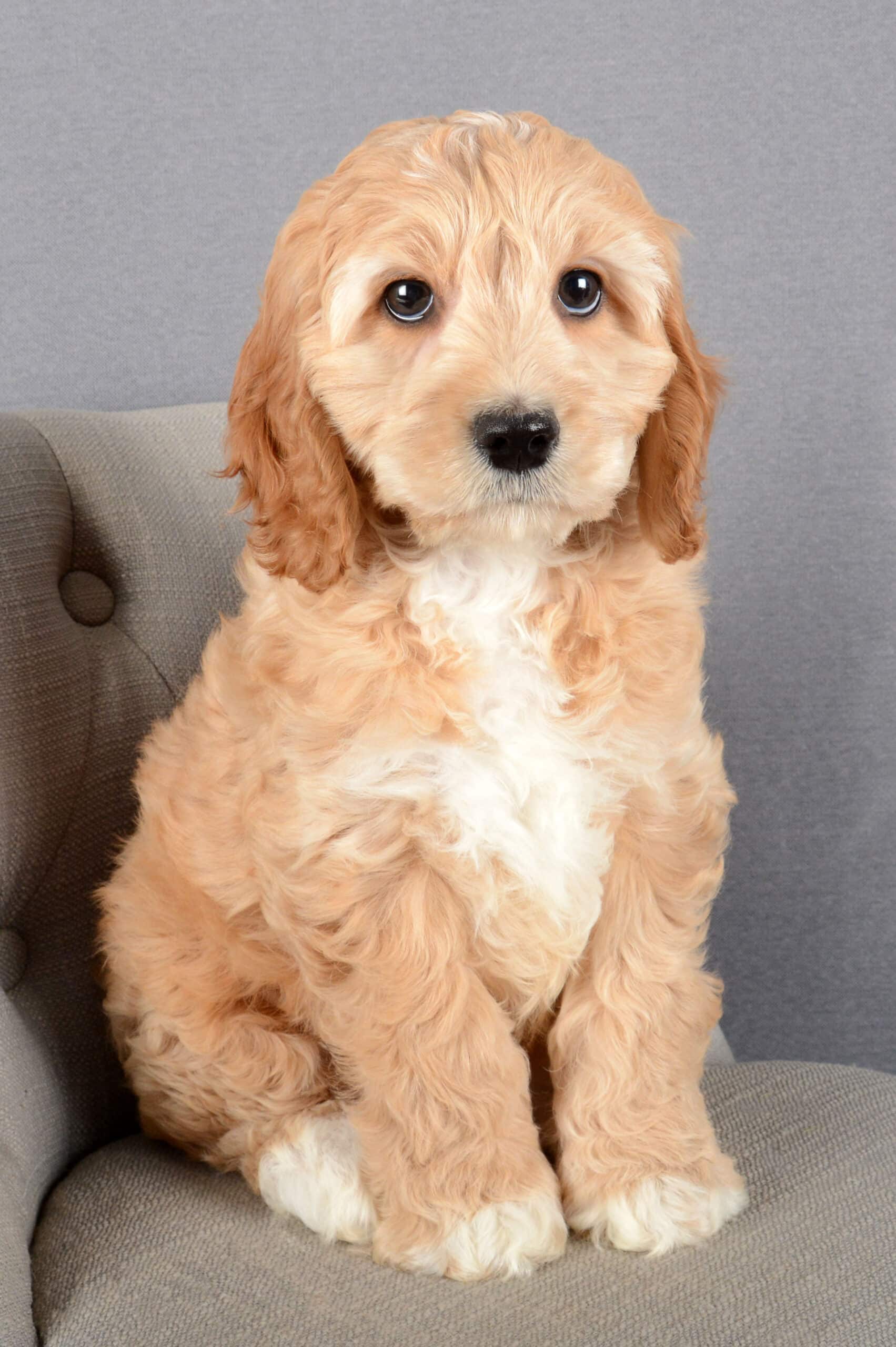 Walter