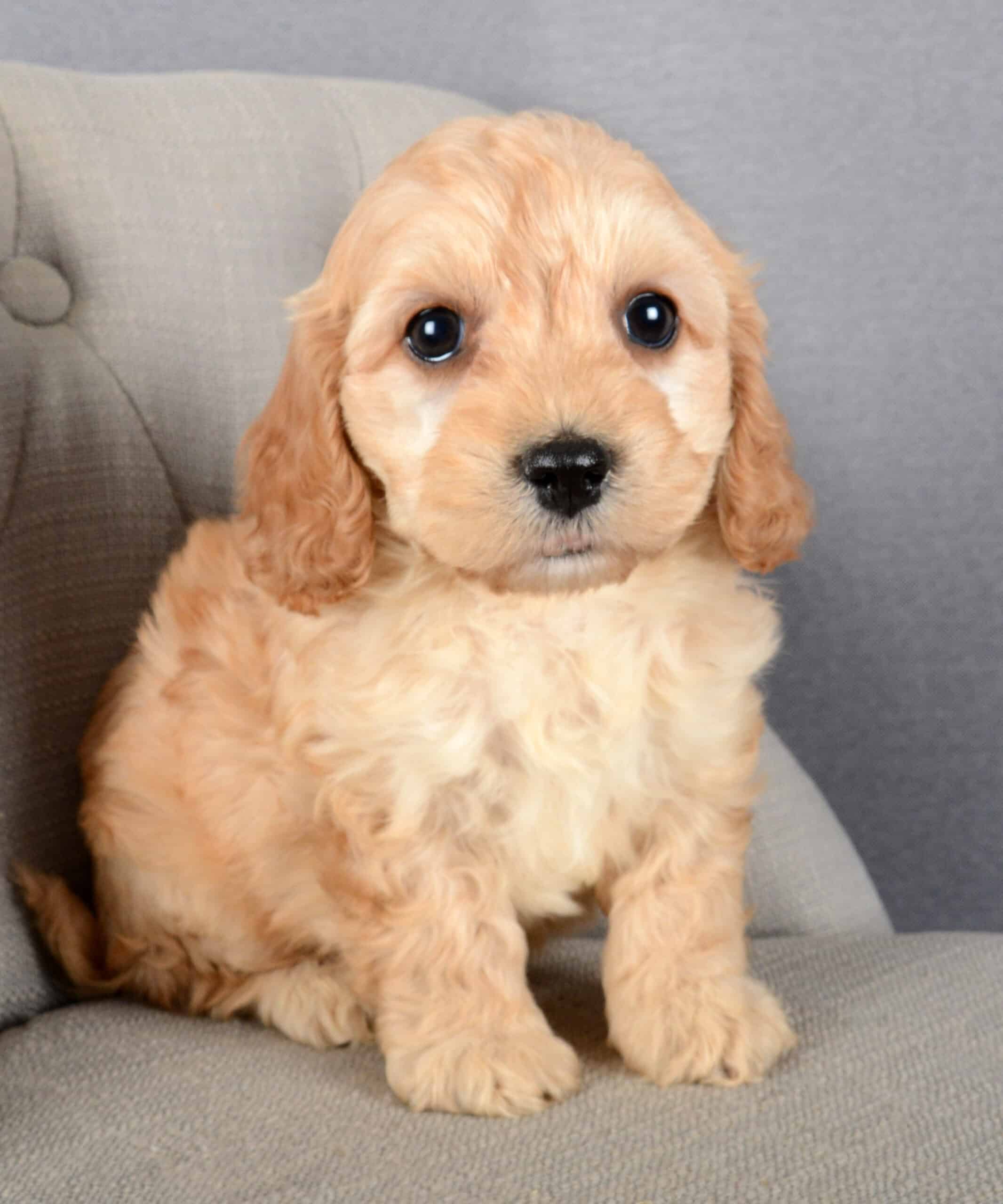 Peggy