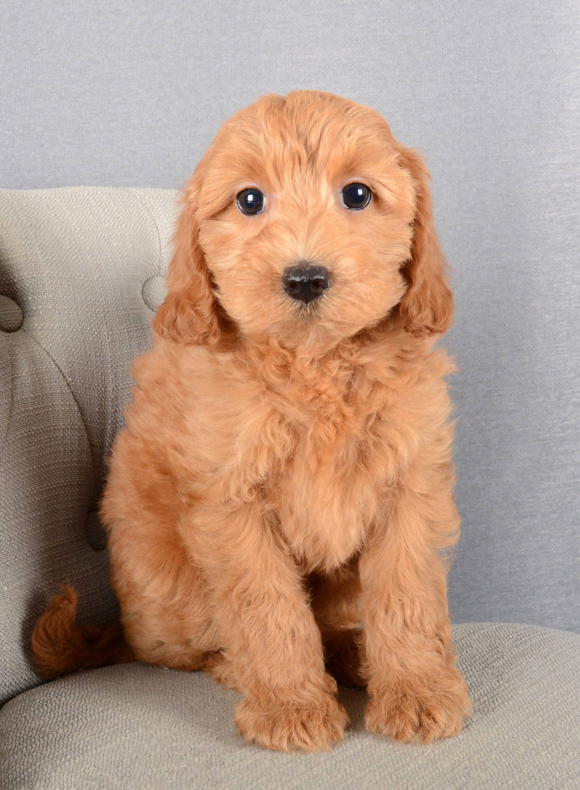 Daphne