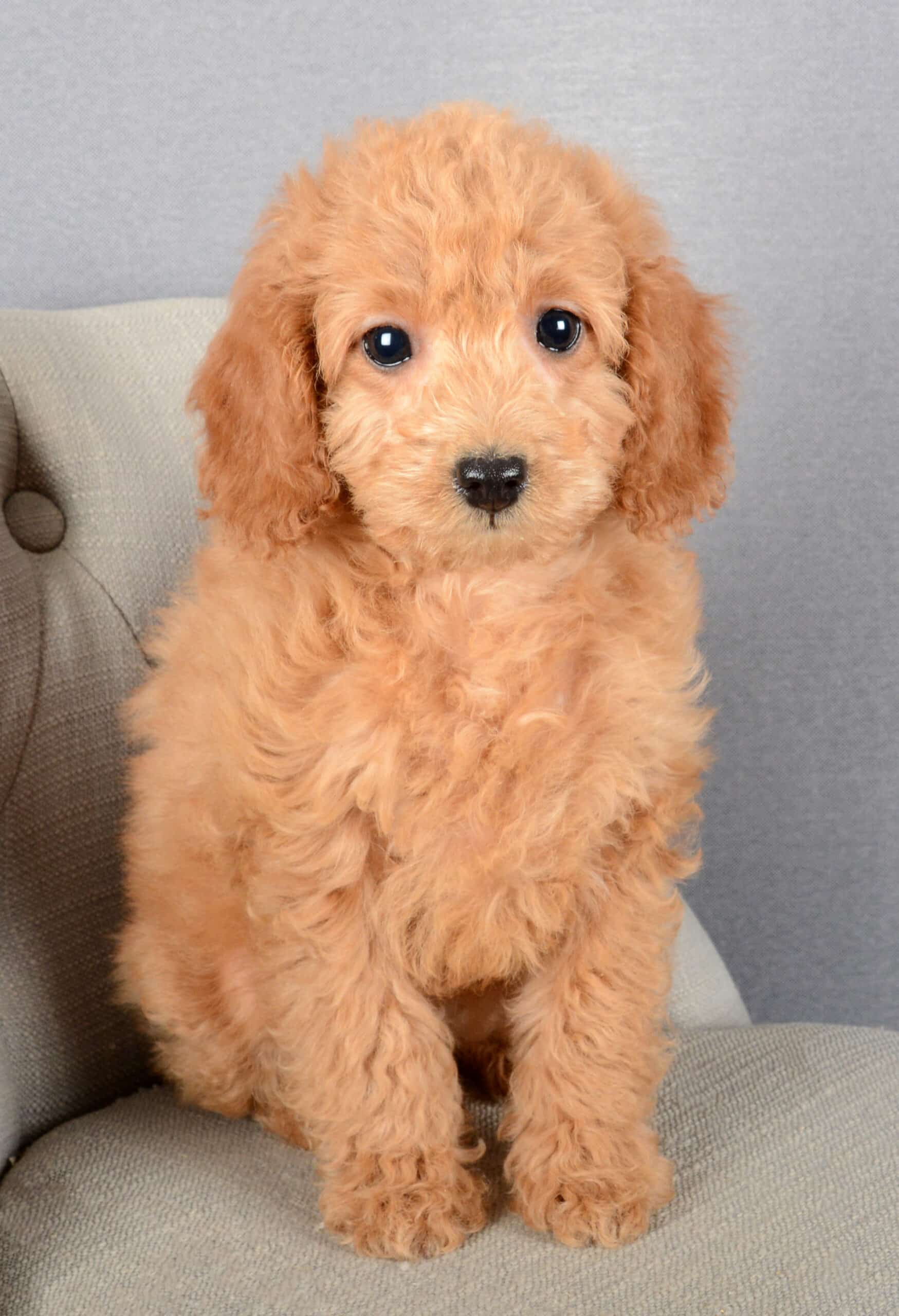 Wanda